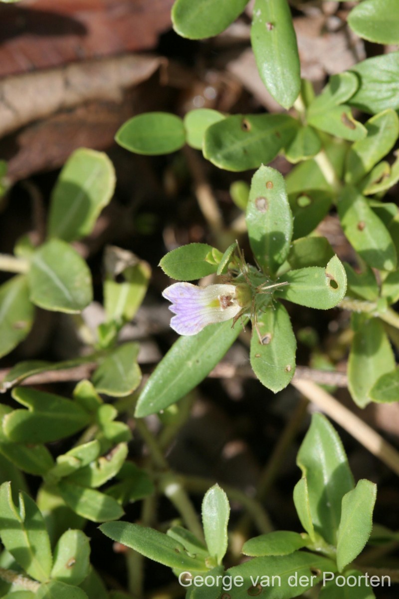 Blepharis integrifolia (L.f.) E.Mey. & Drège ex Schinz